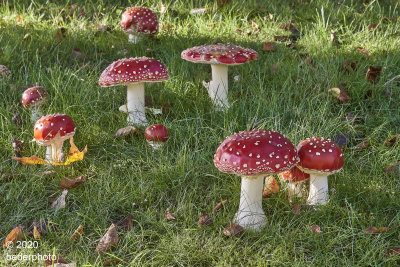 another location...amanita muscaria