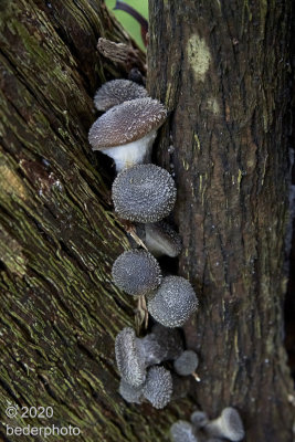 mushrooms on ancient lilac trunks