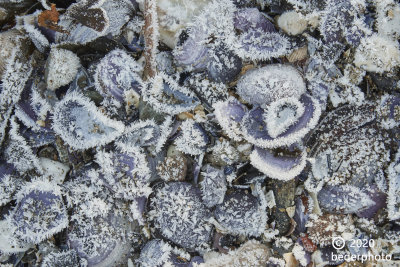 frosted seashells