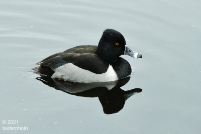 ringnecked duck (but only ever has rings on bill ! )