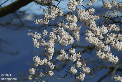 blossoms at Locarno Beach park