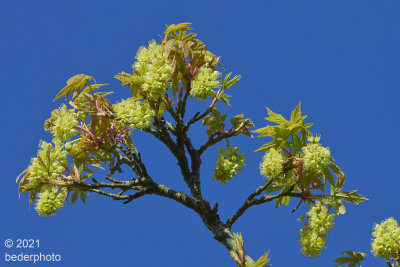 flowering maple
