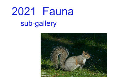 2021_fauna