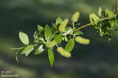 spring evening catkins