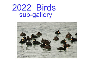 2022_birds