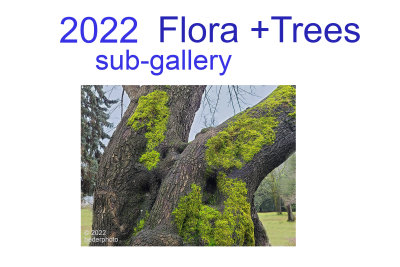 2022_flora__trees