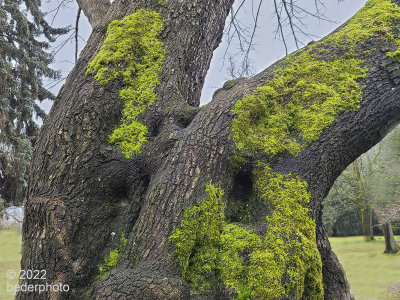 moss on mature tree... 