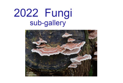 2022_fungi