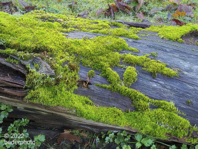 one of my favorite subjects....healthy moss