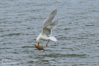 hunting seagull