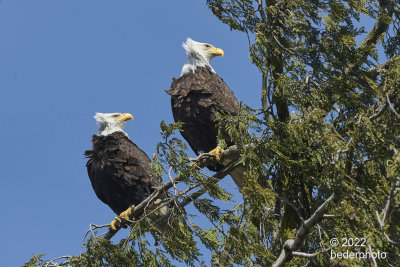 windblown on high perch