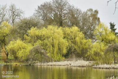 early spring Willow landscape