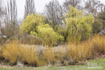 spring willows - old and new