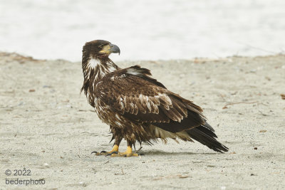 (another) juvenile bald eagle at Spanish Banks beach