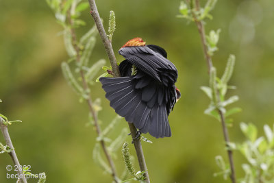 rear view...red-winged blackbird in mid-songburst