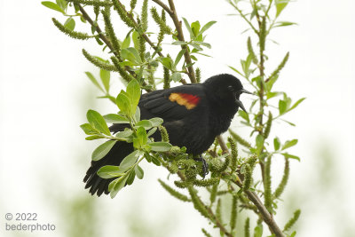 redwinged blackbird in mid-song