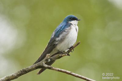 tree swallow...spring plumage
