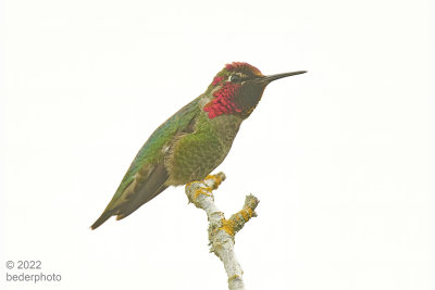 Anna's Hummingbird