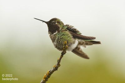 Anna's Hummer