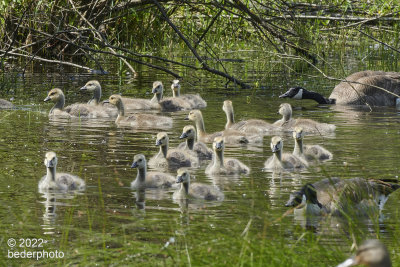 merged families' goslings 