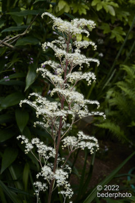 Rogersia flowering stem