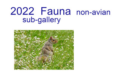 2022 Fauna 