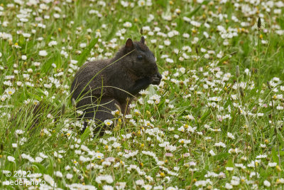 BC non-native grey squirrel...black morph