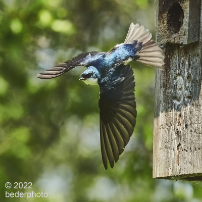 another flight out of nest...Tree Swallow