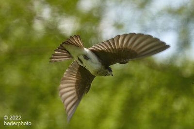 backlit tree swallow exiting same nest