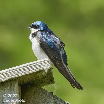 Tree Swallow posing