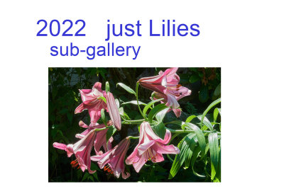 just lilies