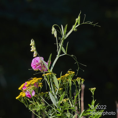 Tansy and Vetch