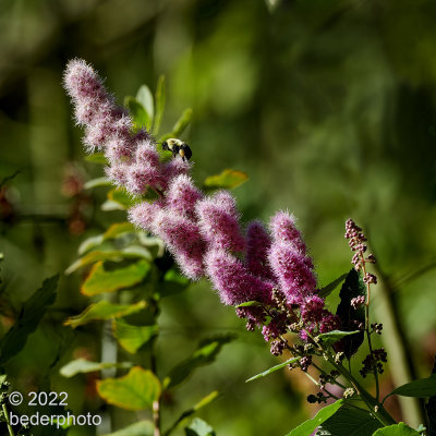 Spirea with visitor