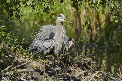 shaking and fluffing plumage to expel water