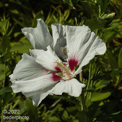 Hibiscus bloom...with pollinator