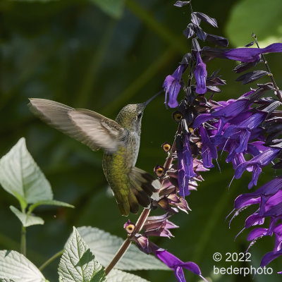 Anna's Hummingbird....feeding on Salvia blossoms