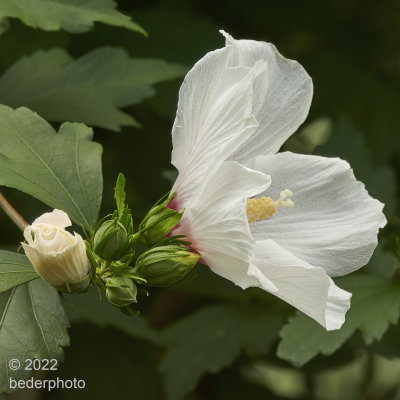study in white #1...Hibiscus