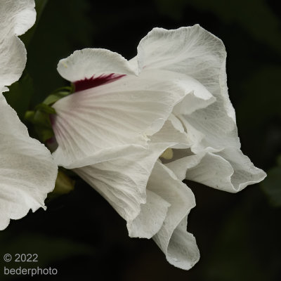 study in white #2..Hibiscus