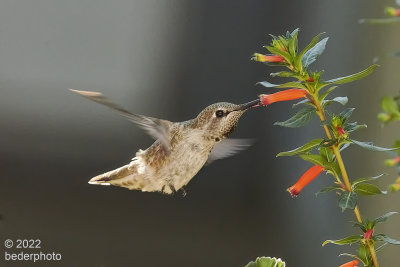 anna's hummingbird at cigar plant