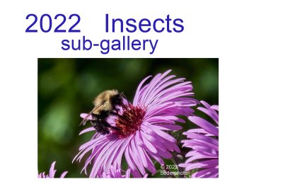 2022_insects