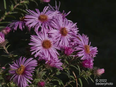 michaelmas daisies...another stalk...same cluster, different colour