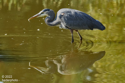 heron with another captured minnow..it's daily menu here
