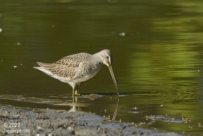 Short-billed Dowitcher