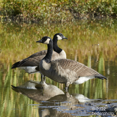 serene Canada Geese on disappearing pond