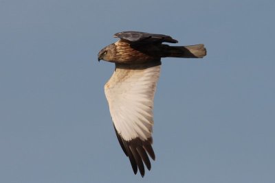 Bruine kiekendief - Marsh harrier -  Circus aeruginosus