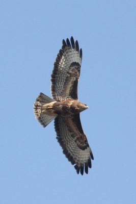 Buizerd - Common Buzzard -  Buteo buteo 