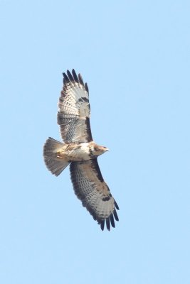 Buizerd - Common Buzzard -  Buteo buteo 