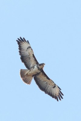 Buizerd - Common Buzzard -  Buteo buteo 