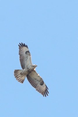 Buizerd - Common Buzzard -  Buteo buteo 