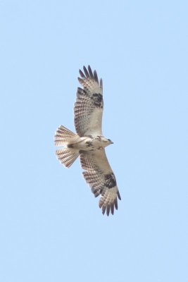 Buizerd - Common Buzzard -  Buteo buteo 